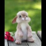 Funny cute bunny videos cute and funny