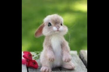 Funny cute bunny videos cute and funny