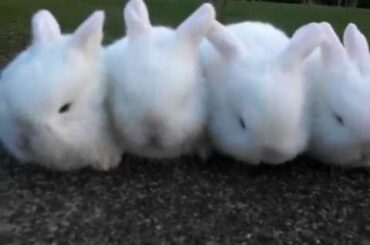 Julia's Litter #2 ~ 3 Weeks Old ~ Baby Holland Lop Bunnies