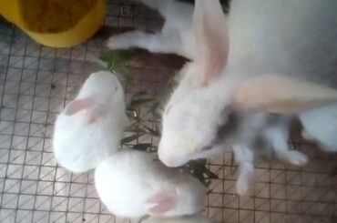 খড়গোশ এর 20দিনের বাচ্চার মায়ের দুধ ও ঘাস খাওয়া Rabbit 20day baby eating mother milk