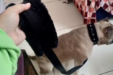 Furry Spiky Collar & Leash Gift For My American Bully Bruno| Petshop7 Black Spike Dog Collar & Leash