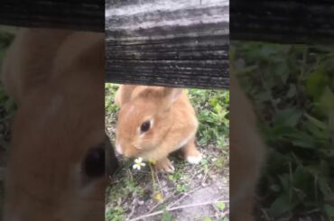 When bunnies Attack
