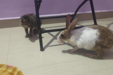 Cutest Rabbit and Cat..