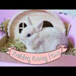 Temporarily Bunny Home Ideas - Arranging Bunny Home - First Week Home