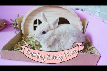 Temporarily Bunny Home Ideas - Arranging Bunny Home - First Week Home