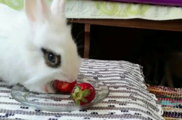 Conejo comiendo fresa, la devora! Cute bunny, funny rabbit 🐰🍓