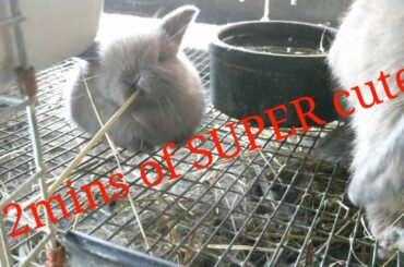 SUPER cute baby Bunny - 2 minutes of cuteness
