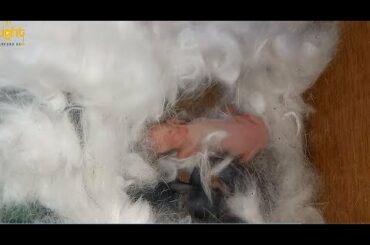 Preparing the nest by the mother bunny ... and the birth of four beautiful babies rabbits