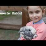 Proper Care for Your Bunny Rabbit - domesticrabbit.co.uk