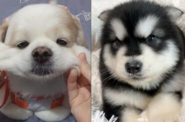 Cutest Baby Animals Videos Compilation Cute Moment of the Animals  2019 #2