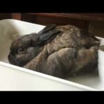 The Bunny To-Do List (SONG)