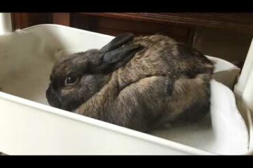 The Bunny To-Do List (SONG)