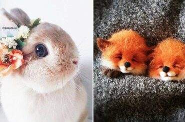 Cutest Animals! Cute baby animals Videos Compilation cute moment of the animals #8