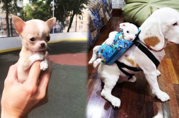 Cute baby animals Videos Compilation cute moment of the animals #2