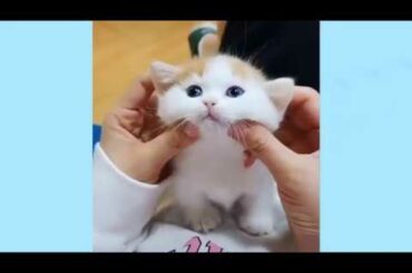 Cute baby animals Videos Compilation cute moment of the animals #3