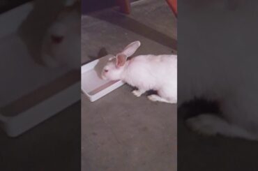 Save water 💧 Water is life #savewater #waterislife #petlovers #pets #animallovers #animal #bunny