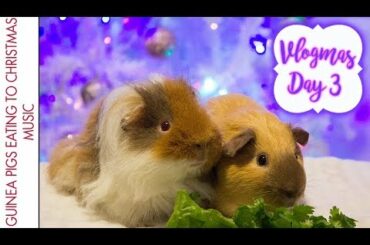 BudgetBunny: ✨🎄Vlogmas Day 3 : Guinea Pigs Eating To Christmas Music