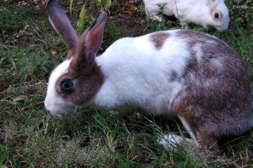 cute Labrador puppy playing with rabbits