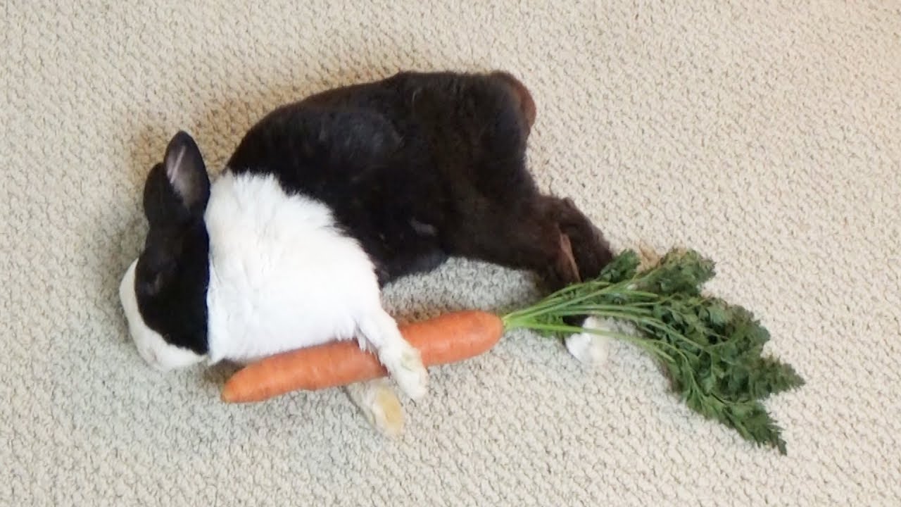Sleeping Rabbit Protecting His Carrot