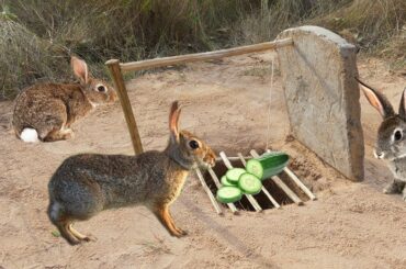 Experiment: Creative Method Unique Rabbit Trap Using Jar lid
