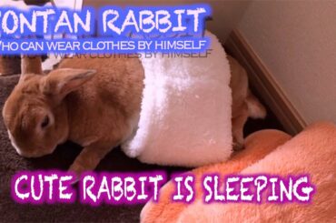 Cute Rabbit is Sleeping｜可愛いうさちゃんが寝ている #068