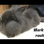 Cute Lionhead rabbit running | Jon Bob Snow - Working Out #rabbit #lionhead #cuterabbit