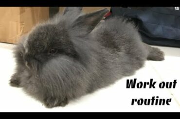Cute Lionhead rabbit running | Jon Bob Snow - Working Out #rabbit #lionhead #cuterabbit