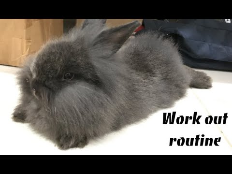 Cute Lionhead rabbit running | Jon Bob Snow - Working Out #rabbit #lionhead #cuterabbit