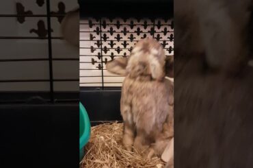 Cute bunny having a wash