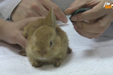 Adorable Baby Bunny Only Has One Ear