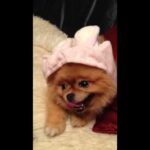 Pomeranian Kumagorou cute bunny hat 🥰