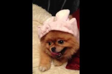 Pomeranian Kumagorou cute bunny hat 🥰