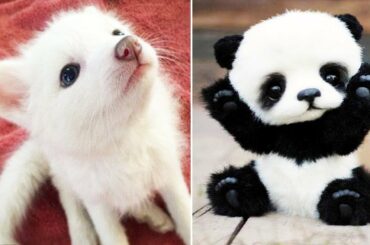 Cutest Animals! Cute baby animals Videos Compilation cute moment of the animals #19