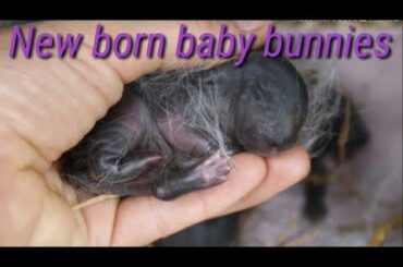 Rabbit giving birth-cute baby bunnies