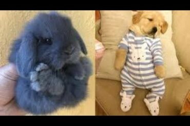 Cute baby animals Videos Compilation cute moment of the animals 2020