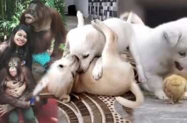 Cute little animals funny videos | Amazing moments of Tik Tok Video Collection