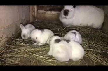 Cuib Californian Decembrie 2019