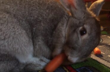 Rabbit Eating Carrots