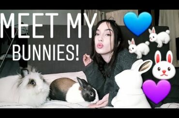 MEET MY BUNNIES 💜🐇🐇💙