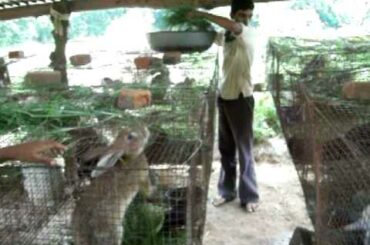 INDIA-RABBIT-FARMS VIDEO