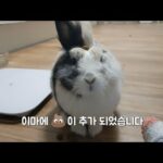 주인한테 놀림받는 토끼(A Rabbit Who gets teased by her owner)