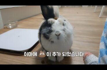 주인한테 놀림받는 토끼(A Rabbit Who gets teased by her owner)