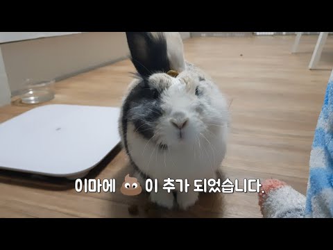 주인한테 놀림받는 토끼(A Rabbit Who gets teased by her owner)