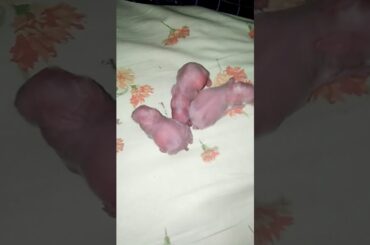 A 🐰 rabbit cutes 👯 bunnys babies