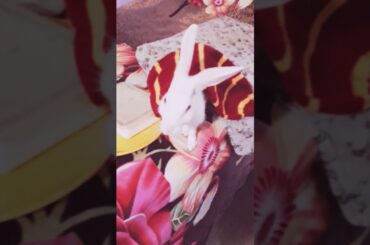 Gloomy's movement! 🐰 #bunny #bunnylovers #bunnylover #rabbit #petlovers #petlover #youtuberlife #tb