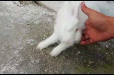 Top quality giant angora rabbits