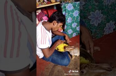 INDIAN BOY AND RABBIT EATING IN SAME PLATE