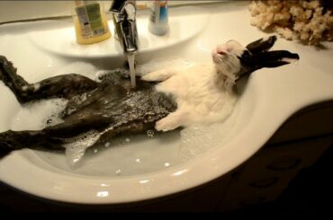 Bunny takes a shower  [ORIGINAL VIDEO]
