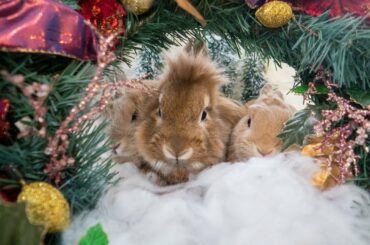 可愛すぎるうさぎ達のクリスマス　Too cute bunny Christmas