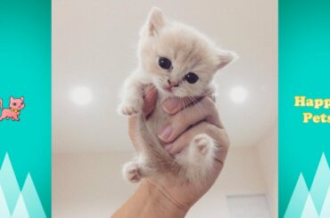 Funny Pets & Cute Baby Animals Videos Compilation #4 😍 Happy Pets TV ✅